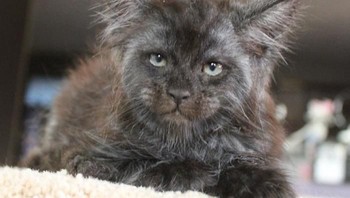 Tatiana terlihat begitu menyukai kucing. Selain Valkyrie, banyak juga kucing-kucing lain yang dipostingnya. (Foto: Instagram)