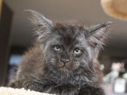 Viral Wajah Kucing Mirip Manusia, Lucu atau Seram?