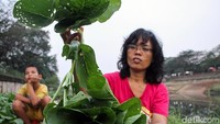 Grace mengatakan butuh waktu hingga 3 minggu untuk panen sawi yang ditanamnya. Ia pun menjual hasil tanamannya seharga Rp 8 ribu, lebih murah daripada di pasar yang menjual sawi dengan harga mencapai Rp 12 ribu per kilo.