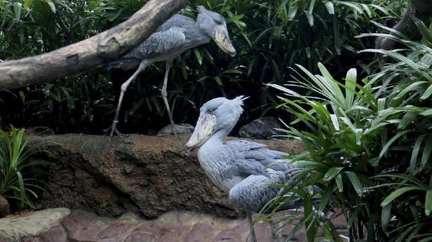 Ada Burung Purba di Singapura 