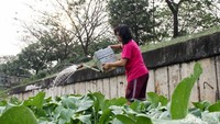 Beberapa warga yang tinggal di pinggiran kali Banjir Kanal Timur, Jakarta memanfaatkan lahan hijau di pinggir kali untuk bertani.