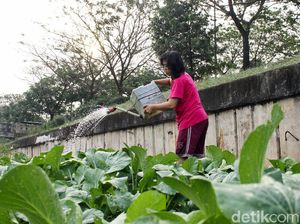 Mengintip Kehidupan Petani Sawi di Pinggir Banjir Kanal Timur