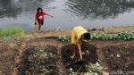 Mengintip Kehidupan Petani Sawi di Pinggir Banjir Kanal Timur