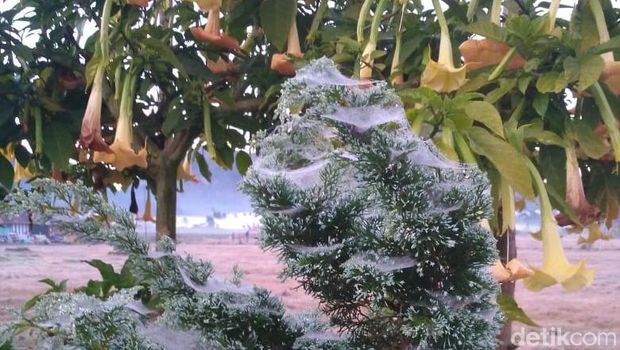 Suhu 3 derajat celsius di Dieng pagi ini. 