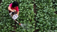 Pada awalnya Grace mengaku diajak oleh tetangganya yang juga berprofesi sebagai seorang petani untuk ikut bercocok tanam di pinggir kali Banjir Kanal Timur. Meski sempat gengsi, kini bercocok tanam menjadi keseharian Grace.