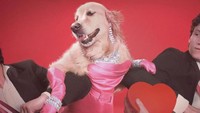 Seekor anjing bernama Max menjadi model dari parodi foto ikonik Madonna seperti potongan gambar video klip Material Girl. Dok. Instagram/max_et_vincent