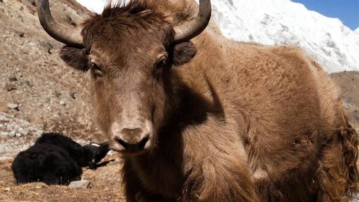 Yak on the way to Everest base camp and mount Pumo ri - Nepal
