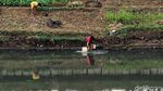 Mengintip Kehidupan Petani Sawi di Pinggir Banjir Kanal Timur