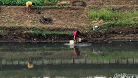 Grace tak malu mengakui kesehariannya sebagai seorang petani sawi, meskipun sesungguhnya ia memiliki gelar sebagai seorang Sarjana Filsafat.