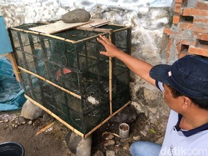 Warga di Kampung Ini Sering Panen Ular Pemakan Ternak