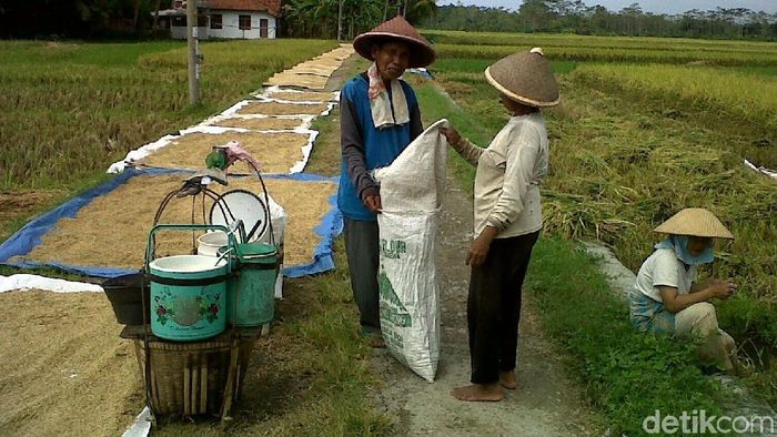 Upah Buruh Tani Naik Tipis jadi Rp 52.200/Hari
