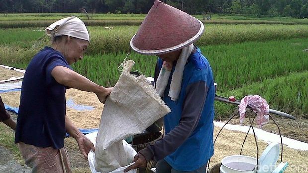 Tradisi Ngurup petani di Purworejo