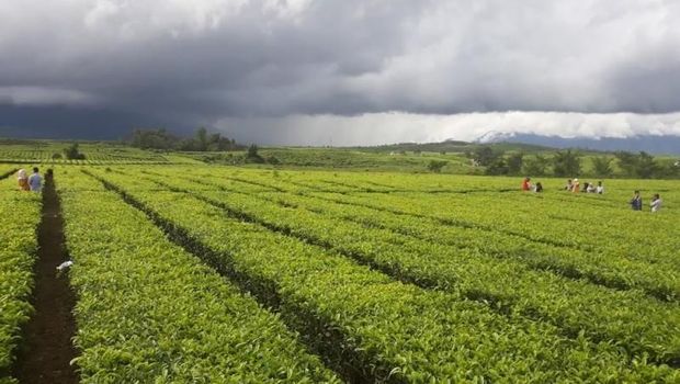 Kebun Teh Kayu Aro Kebun Teh Kayu Aro