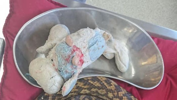 Telan Boneka Sapi, Ular Piton Ini Terpaksa Dioperasi