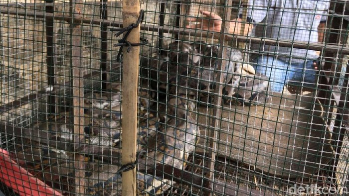 Bksda Imbau Ular Yang Ditangkap Diserahkan Ke Kebun Binatang