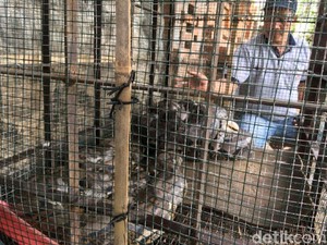 Ada Mitos di Balik Ular-ular yang Ditangkap Warga Kampung Ini