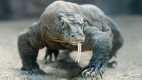 Taman Nasional Komodo, Indonesia ada di nomor 10 destinasi terbaik Asia. Adanya rute penerbangan baru menjadikan Taman Nasional Komodo Indonesia lebih mudah diakses untuk melihat kadal terbesar di dunia hingga gugusan kepualauan yang cantik (CNN Travel)