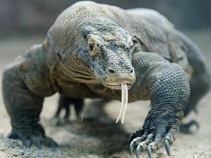 Isu Tiket Masuk Komodo USD 500 Buat Turis, Ini Kata Menpar