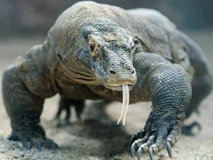 10 Destinasi Terbaik Asia 2018 Versi Lonely Planet, Ada Komodo