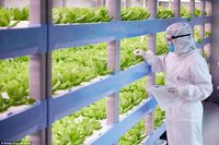 Tanpa Sinar Matahari, Smart Farm Ini Hasilkan 10 Ton Sayuran Per Hari