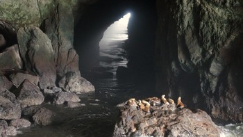 Gua Sea Lion di Oregon merupakan lokasi yang dipenuhi lebih dari 200 singa laut. Di sana juga kerap dijumpai paus dan elang botak. Foto: Matador Network