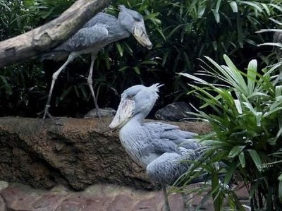 Ada Burung Purba Hidup di Singapura, Ini Wujudnya Ada Burung Purba Hidup di Singapura, Ini Wujudnya