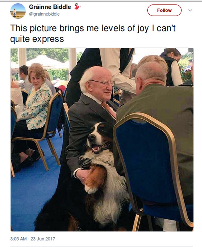 Presiden Higgins sering membawa kedua anjingnya, Brod dan Sioda di berbagai kesempatan. Masyarakat Irlandia melihat hal tersebut sangat menggemaskan. Foto: Twitter