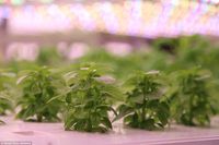 Tanpa Sinar Matahari, Smart Farm Ini Hasilkan 10 Ton Sayuran Per Hari