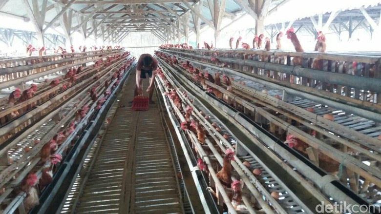 Respons Peternak di Ciamis soal Harga Telur Ayam Melejit Respons Peternak di Ciamis soal Harga Telur Ayam Melejit