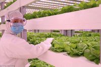Tanpa Sinar Matahari, Smart Farm Ini Hasilkan 10 Ton Sayuran Per Hari