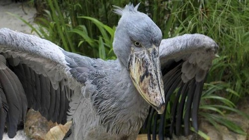 burung purba Shoebill di Singapura