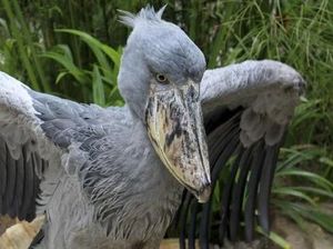 Burung Terbesar di Dunia, Lebar Sayapnya Capai 7,3 Meter