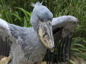 Burung Terbesar di Dunia, Lebar Sayapnya Capai 7,3 Meter