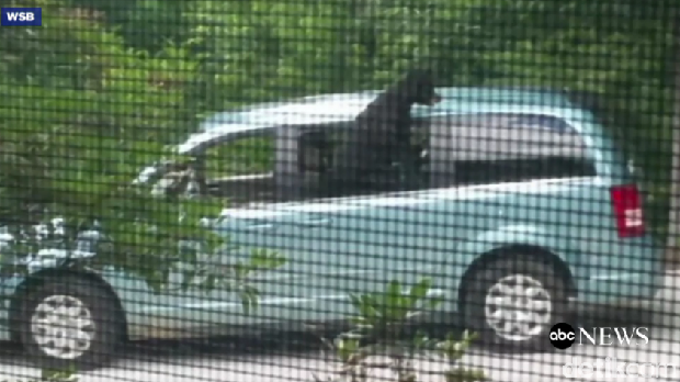 Ketahuan! Beruang Curi Makan Siang Perawat di Mobil