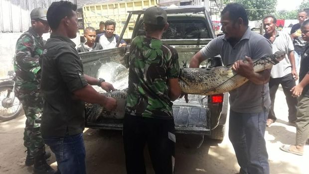 Buaya itu diamankan tim BKSDA.