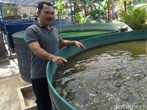 Cerita Komarudin Sukses Budidaya Lele yang Tak Amis dengan Bioflok