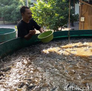 5 Cara Budidaya Ikan Lele dengan Terpal yang Mudah bagi Pemula 5 Cara Budidaya Ikan Lele dengan Terpal yang Mudah bagi Pemula