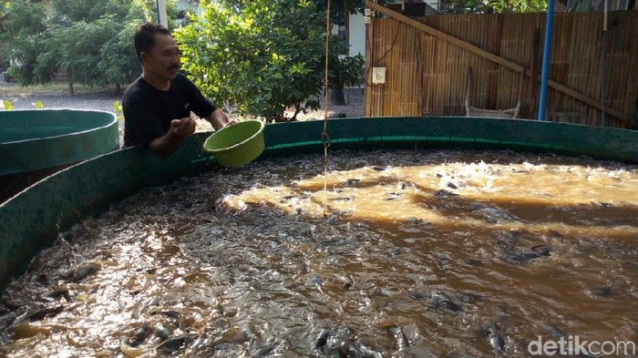 peternak lele dengan sistem bioflok