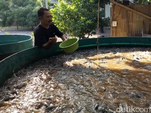 Mau Budidaya Ikan di Tengah Pandemi, ke Mana Cari Modalnya?
