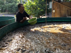 5 Cara Budidaya Ikan Lele dengan Terpal yang Mudah bagi Pemula