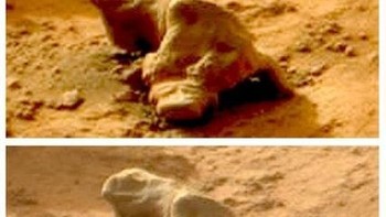 Iguana. Robot penjelajah Curiosity milik NASA menangkap obyek mirip iguana ini di bulan Januari 2013. Obyek ini memang sangat menyerupai iguana, ia memiliki ekor, lipatan kulit di bagian lehernya, bahkan mata. Tetapi, obyek ini ternyata merupakan sebuah batu. (Foto: UFO Sightings Daily)