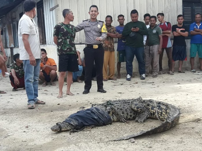 Buaya 3 Meter Ditangkap di Kebun Sawit Aceh