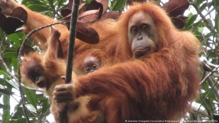 Penemuan Bayi Kembar Orangutan Tapanuli Soroti Ancaman Pembangunan PLTA