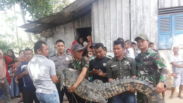Buaya tersebut ditangkap setelah warga memasang jeratan beberapa hari lalu. 