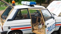 Benedetto Buffalino mengubah mobil menjadi kandang ayam. Foto: Pool (@bufalinobenedetto)