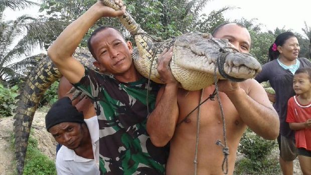 Jeratan yang dipasang warga berhasil menangkap seekor buaya dengan jenis kelamin betina.