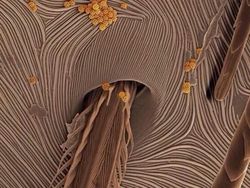 Bikin Terperangah! Ketika Benda-benda Dilihat dari Mikroskop