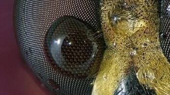 Mata tawon. Foto: instagram.com/pod.mikroskopom