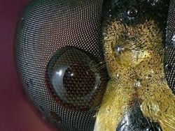 Bikin Terperangah! Ketika Benda-benda Dilihat dari Mikroskop