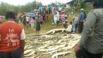 Penampakan 292 Ekor Buaya yang Dibantai di Sorong